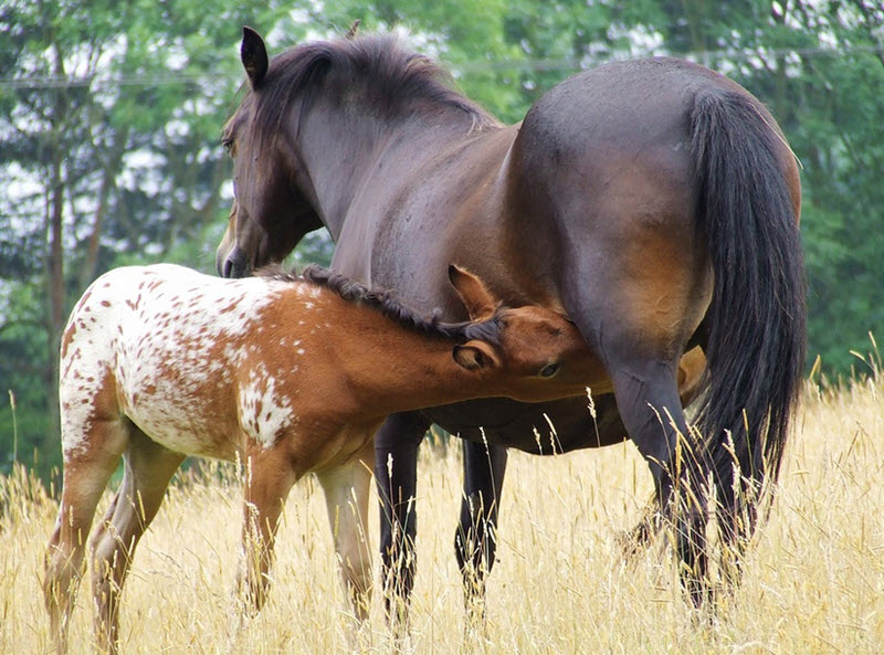 Appaloosa horse