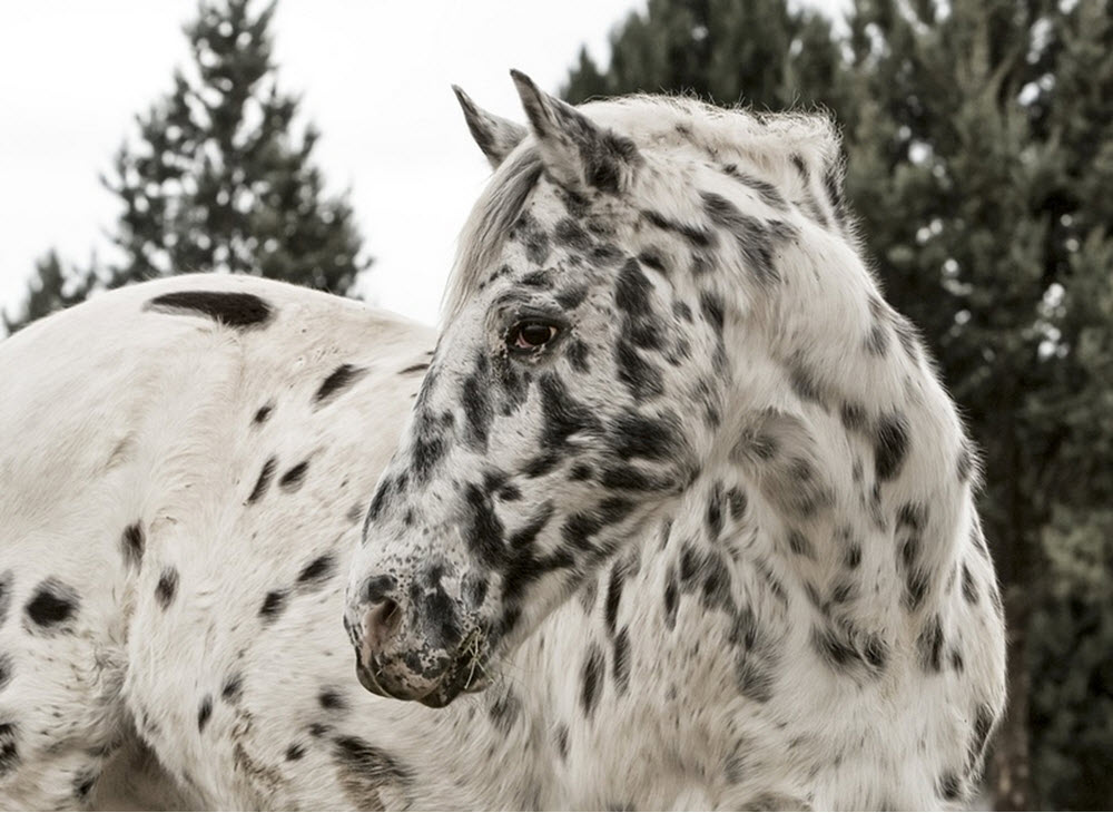 Appaloosa