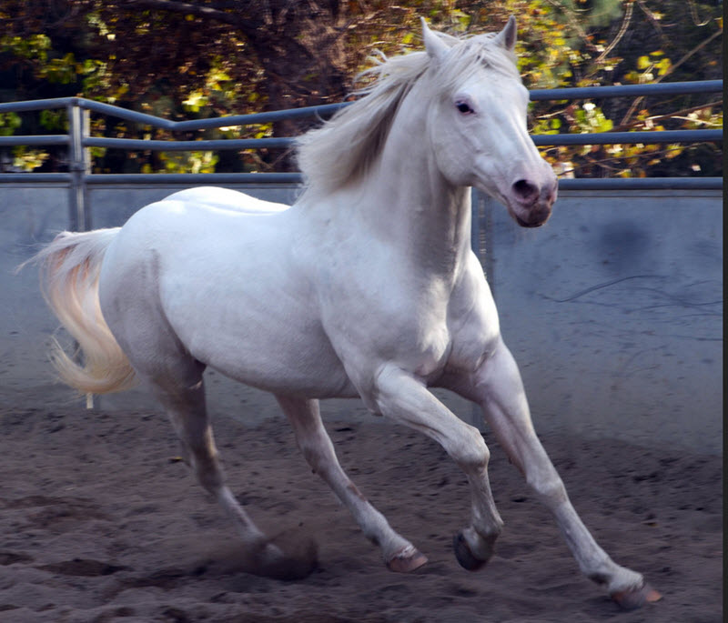 Camarillo White Horse