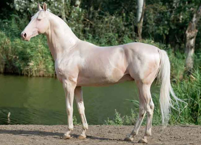 Camarillo White Horse