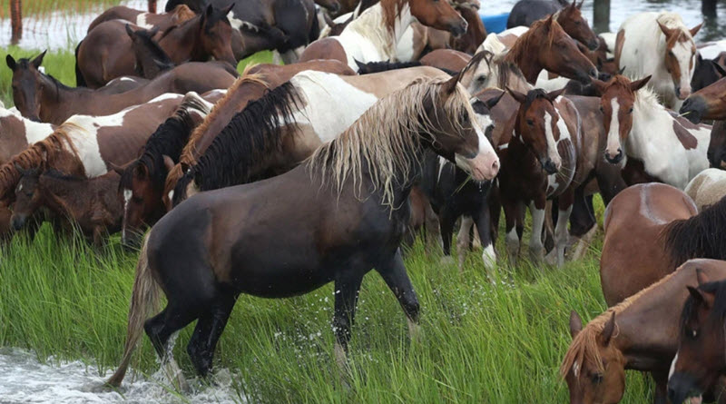 Chincoteague pony