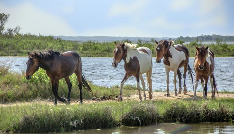 Chincoteague pony