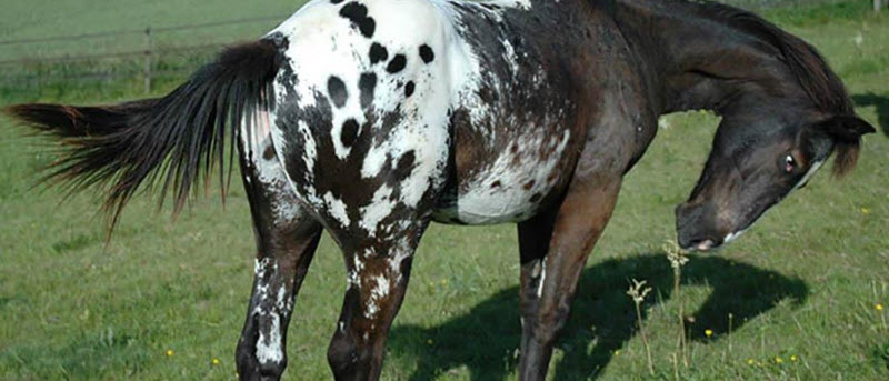 Colorado Ranger horse