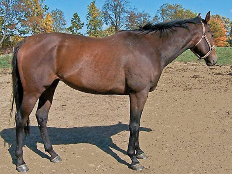 Thoroughbred horse