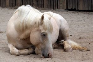 american draft horse