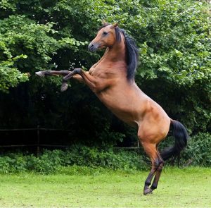 arabian horse