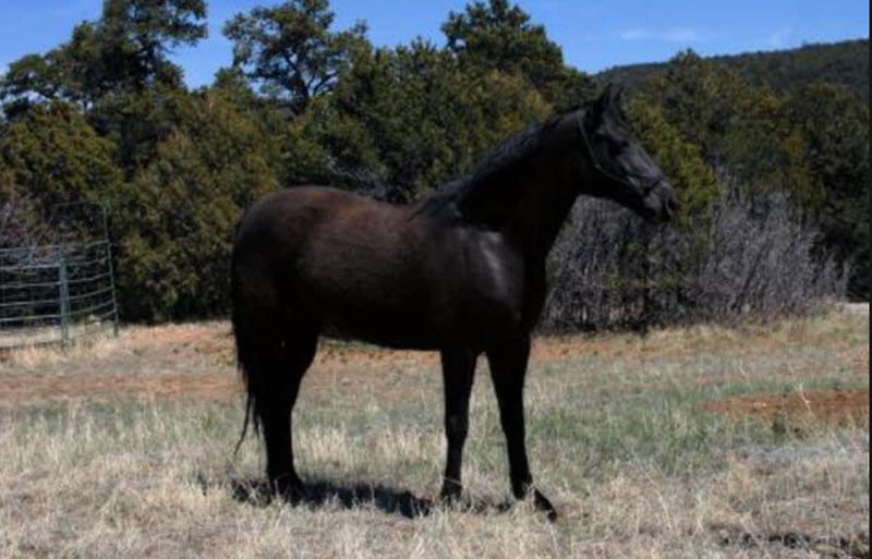 black Missouri Fox Trotter