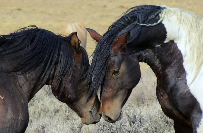 mustang horse