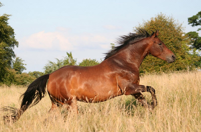 mustang